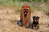 YORKSHIRE TERRIER 475